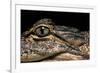 Alligator Mississippiensis (American Alligator)-Paul Starosta-Framed Photographic Print