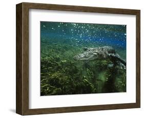 Alligator Mississippiensis-Peter Scoones-Framed Photographic Print