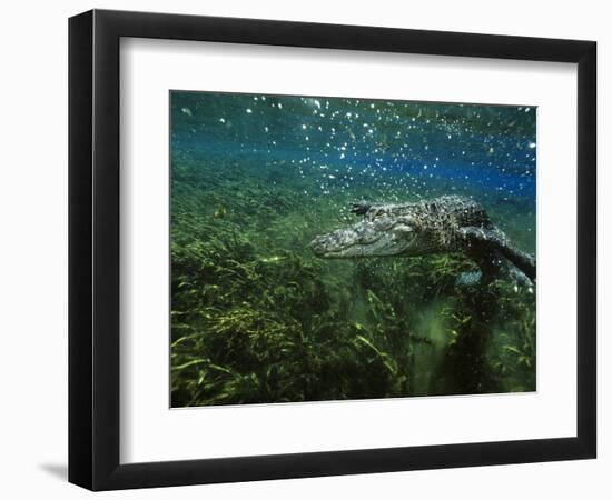 Alligator Mississippiensis-Peter Scoones-Framed Photographic Print