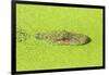 Alligator nearly submerged in duckweed. New Orleans, Louisiana, USA-Stuart Westmorland-Framed Photographic Print