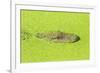 Alligator nearly submerged in duckweed. New Orleans, Louisiana, USA-Stuart Westmorland-Framed Photographic Print