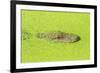 Alligator nearly submerged in duckweed. New Orleans, Louisiana, USA-Stuart Westmorland-Framed Photographic Print