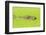 Alligator nearly submerged in duckweed. New Orleans, Louisiana, USA-Stuart Westmorland-Framed Photographic Print