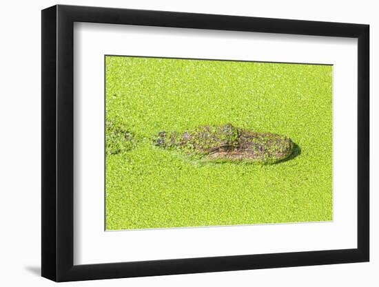 Alligator nearly submerged in duckweed. New Orleans, Louisiana, USA-Stuart Westmorland-Framed Photographic Print