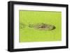 Alligator nearly submerged in duckweed. New Orleans, Louisiana, USA-Stuart Westmorland-Framed Photographic Print