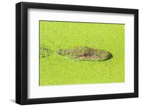Alligator nearly submerged in duckweed. New Orleans, Louisiana, USA-Stuart Westmorland-Framed Photographic Print