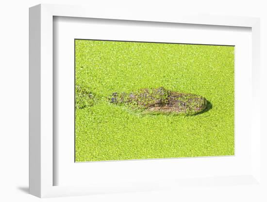 Alligator nearly submerged in duckweed. New Orleans, Louisiana, USA-Stuart Westmorland-Framed Photographic Print