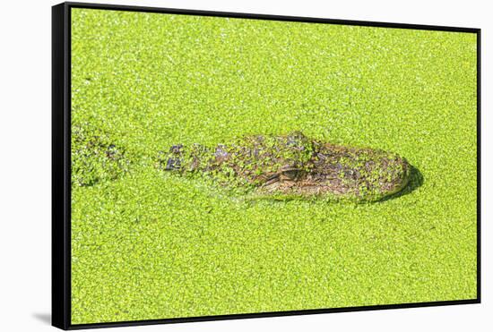 Alligator nearly submerged in duckweed. New Orleans, Louisiana, USA-Stuart Westmorland-Framed Stretched Canvas