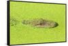 Alligator nearly submerged in duckweed. New Orleans, Louisiana, USA-Stuart Westmorland-Framed Stretched Canvas