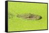 Alligator nearly submerged in duckweed. New Orleans, Louisiana, USA-Stuart Westmorland-Framed Stretched Canvas