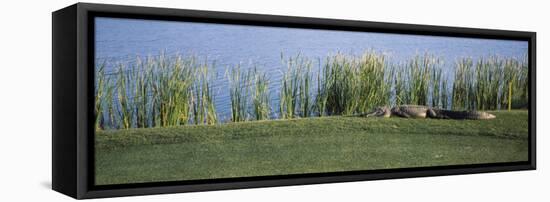 Alligator Resting on a Golf Course, Kiawah Island, Charleston County, South Carolina, USA-null-Framed Stretched Canvas