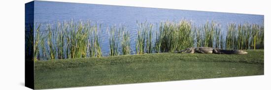 Alligator Resting on a Golf Course, Kiawah Island, Charleston County, South Carolina, USA-null-Stretched Canvas