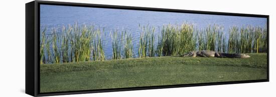 Alligator Resting on a Golf Course, Kiawah Island, Charleston County, South Carolina, USA-null-Framed Stretched Canvas