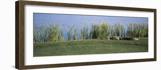 Alligator Resting on a Golf Course, Kiawah Island, Charleston County, South Carolina, USA-null-Framed Photographic Print