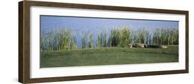 Alligator Resting on a Golf Course, Kiawah Island, Charleston County, South Carolina, USA-null-Framed Photographic Print