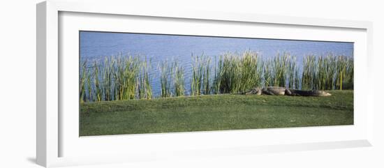 Alligator Resting on a Golf Course, Kiawah Island, Charleston County, South Carolina, USA-null-Framed Photographic Print