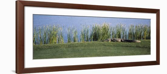 Alligator Resting on a Golf Course, Kiawah Island, Charleston County, South Carolina, USA-null-Framed Photographic Print