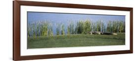 Alligator Resting on a Golf Course, Kiawah Island, Charleston County, South Carolina, USA-null-Framed Photographic Print