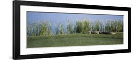 Alligator Resting on a Golf Course, Kiawah Island, Charleston County, South Carolina, USA-null-Framed Photographic Print