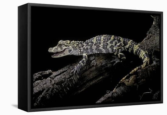 Alligator Sinensis (Chinese Alligator)-Paul Starosta-Framed Stretched Canvas