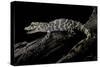 Alligator Sinensis (Chinese Alligator)-Paul Starosta-Stretched Canvas