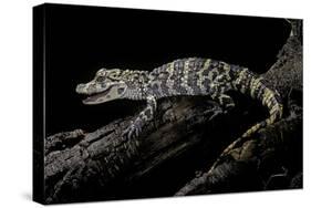 Alligator Sinensis (Chinese Alligator)-Paul Starosta-Stretched Canvas