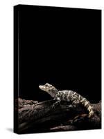 Alligator Sinensis (Chinese Alligator)-Paul Starosta-Stretched Canvas