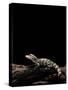 Alligator Sinensis (Chinese Alligator)-Paul Starosta-Stretched Canvas