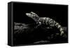 Alligator Sinensis (Chinese Alligator)-Paul Starosta-Framed Stretched Canvas
