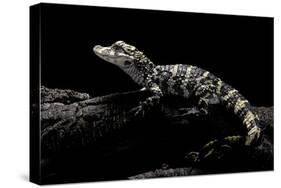 Alligator Sinensis (Chinese Alligator)-Paul Starosta-Stretched Canvas