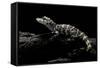 Alligator Sinensis (Chinese Alligator)-Paul Starosta-Framed Stretched Canvas