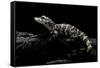 Alligator Sinensis (Chinese Alligator)-Paul Starosta-Framed Stretched Canvas