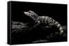 Alligator Sinensis (Chinese Alligator)-Paul Starosta-Framed Stretched Canvas