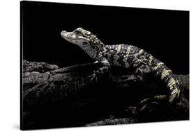 Alligator Sinensis (Chinese Alligator)-Paul Starosta-Stretched Canvas