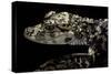 Alligator Sinensis (Chinese Alligator)-Paul Starosta-Stretched Canvas