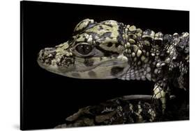 Alligator Sinensis (Chinese Alligator)-Paul Starosta-Stretched Canvas