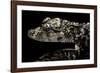 Alligator Sinensis (Chinese Alligator)-Paul Starosta-Framed Photographic Print