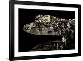 Alligator Sinensis (Chinese Alligator)-Paul Starosta-Framed Photographic Print