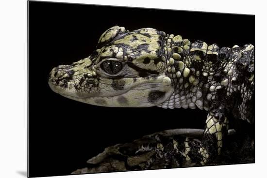 Alligator Sinensis (Chinese Alligator)-Paul Starosta-Mounted Photographic Print