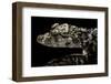 Alligator Sinensis (Chinese Alligator)-Paul Starosta-Framed Photographic Print