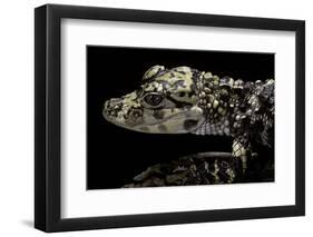 Alligator Sinensis (Chinese Alligator)-Paul Starosta-Framed Photographic Print