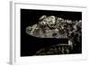 Alligator Sinensis (Chinese Alligator)-Paul Starosta-Framed Photographic Print