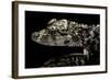 Alligator Sinensis (Chinese Alligator)-Paul Starosta-Framed Photographic Print