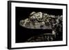 Alligator Sinensis (Chinese Alligator)-Paul Starosta-Framed Photographic Print