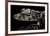 Alligator Sinensis (Chinese Alligator)-Paul Starosta-Framed Photographic Print