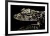 Alligator Sinensis (Chinese Alligator)-Paul Starosta-Framed Photographic Print