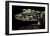 Alligator Sinensis (Chinese Alligator)-Paul Starosta-Framed Photographic Print