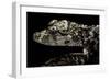 Alligator Sinensis (Chinese Alligator)-Paul Starosta-Framed Photographic Print