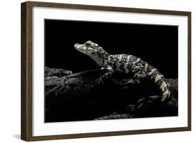 Alligator Sinensis (Chinese Alligator)-Paul Starosta-Framed Photographic Print