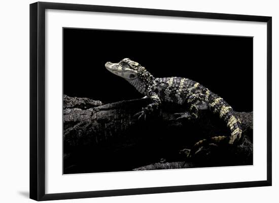 Alligator Sinensis (Chinese Alligator)-Paul Starosta-Framed Photographic Print